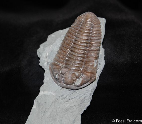 Large D / Inch Flexicalymene Trilobite #495